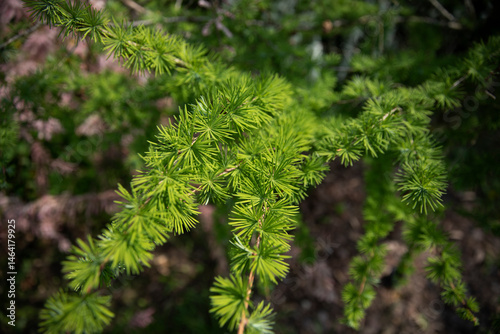 Young spring branches of larch. Close-up of green young needles of larch.
