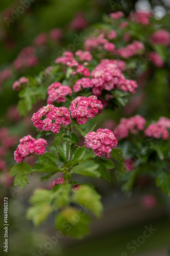 Hawthorn with profuse double pink flowers Crataegus laevigata, known as mid-latitude hawthorn, English hawthorn, forest hawthorn or Mayflower
