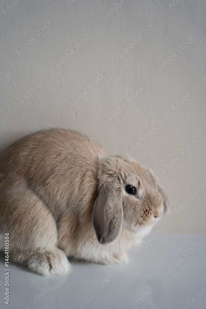 Fototapeta premium animal, hamster, rabbit, pet, rodent, mouse, mammal, isolated, fur, white, pets, cute, fluffy, domestic, bunny, small, furry, mice, brown, animals, funny, one, nature, studio, baby, young