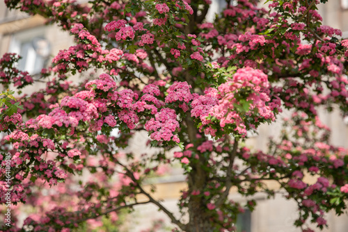 Hawthorn with profuse double pink flowers Crataegus laevigata, known as mid-latitude hawthorn, English hawthorn, forest hawthorn or Mayflower

