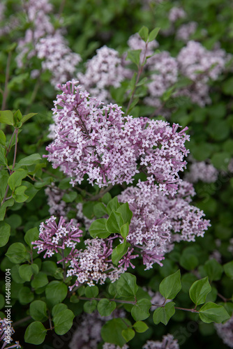 Close-up of blooming light purple lilac flowers (Syringa) with vibrant green leaves. The image captures the delicate, star-shaped blossoms in full bloom, evoking a sense of spring freshness and natura