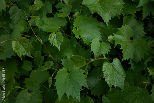 Background of large green leaves in spring. Green wall of grapes. Natural background of leaves. Texture of leaves, garden, green hedge