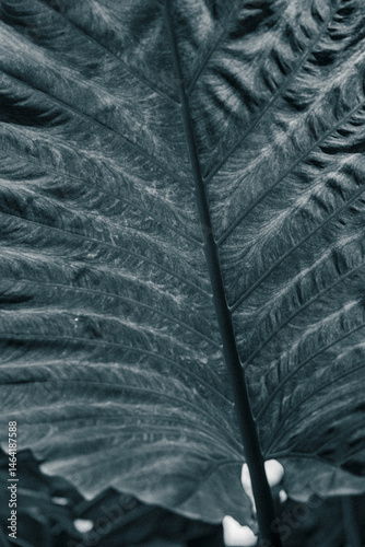 Beautiful big green leaves with natural patterns