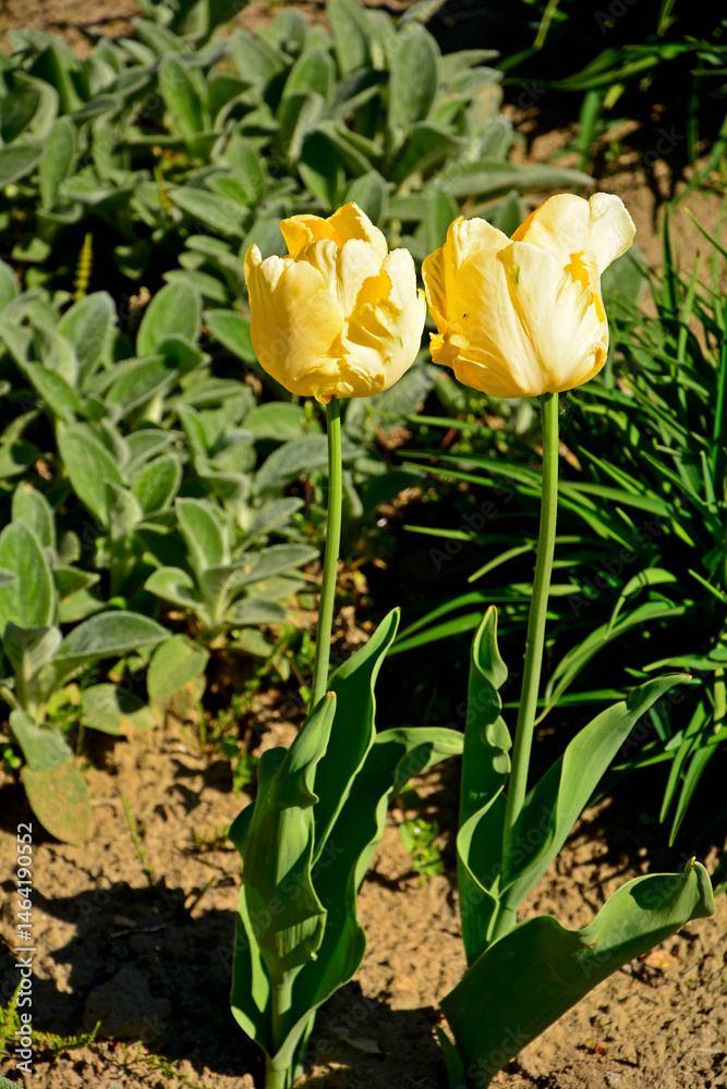 Fototapeta premium żółte tulipany papuzie w ogrodzie, piękne żółte tulipany, yellow parrot tulips in the garden, Tulipa 