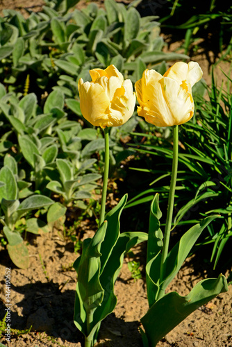 żółte tulipany papuzie w ogrodzie, piękne żółte tulipany, yellow parrot tulips in the garden, Tulipa  © kateej