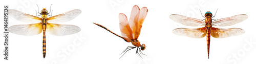 Collection of dragonflys flying pose isolated on white or transparent background