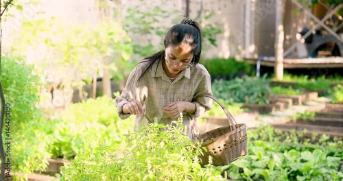 Asian woman gardener harvesting fresh basil leaves in backyard organic garden, holding wicker basket, sunny morning, lush greenery around, sustainable living, self-sufficient lifestyle, peaceful