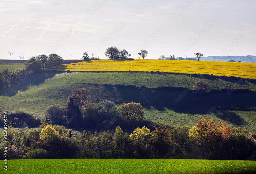 rural countryside of suedeifel in germany dominated by rapeseed fields in spring