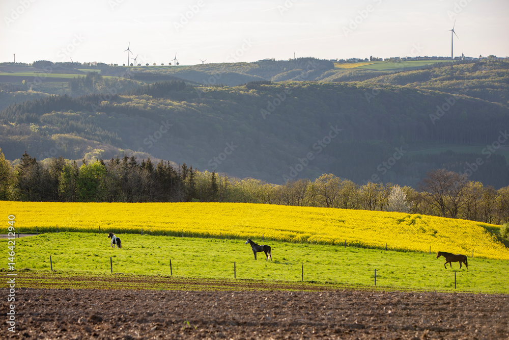 horses in spring countryside of german eifel with rapeseed, fields and forest at sunset