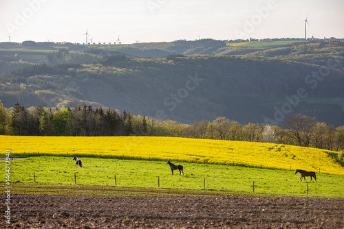 horses in spring countryside of german eifel with rapeseed, fields and forest at sunset