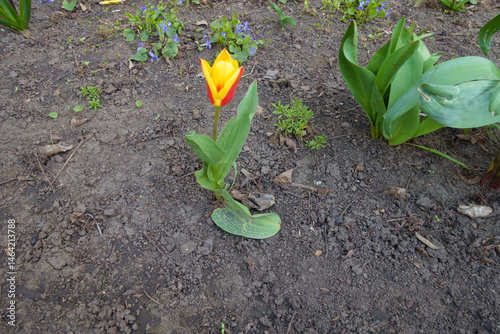 1 red and yellow flower of tulip in April