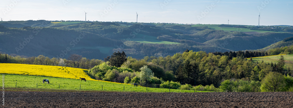 horses in spring countryside of german eifel with rapeseed, fields and forest at sunset