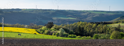 Obraz na płótnie horses in spring countryside of german eifel with rapeseed, fields and forest at sunset w salonie