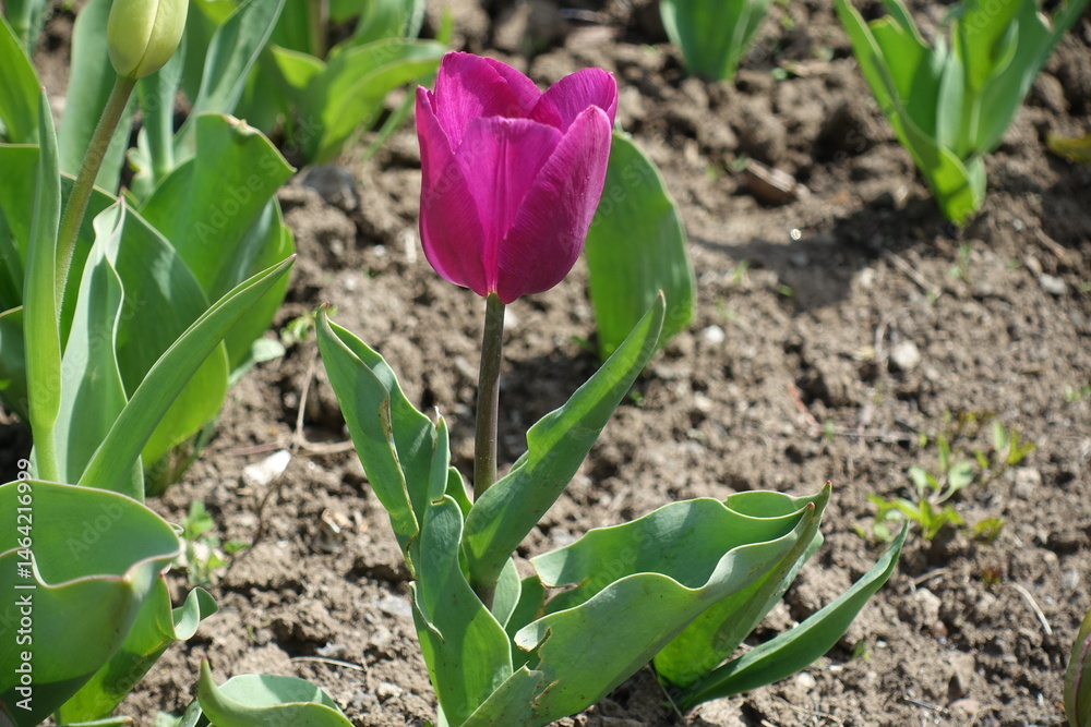 1 dark magenta colored flower of tulip in April