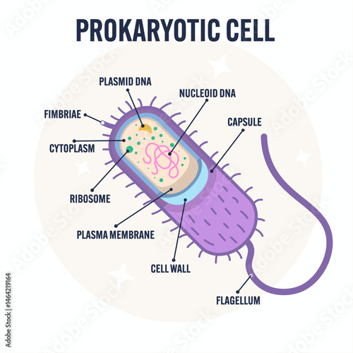 Modern flat vector illustration of a prokaryotic cell structure, labeled diagram simple archaea, educational biology design for textbooks, science posters, classroom e-learning materials bacterial