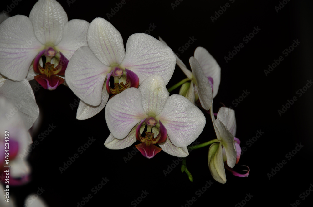 Fototapeta premium Orchideen