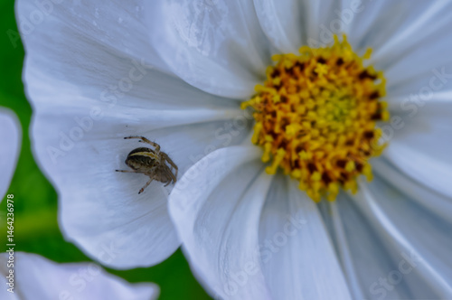 蜘蛛の道すがり