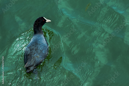 カモの振り向き