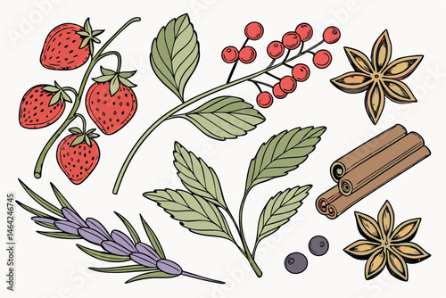 29 Realistic botanical illustration, assorted herbs and spices, fresh strawberries, star anise, cinnamon sticks, green tea leaves, mint leaves, nutmeg, red currants, lavender sprigs, fudge squares, bl