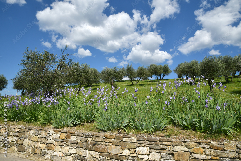 Fototapeta premium Iris pallida in bloom and olive trees on the Tuscan hills near Pontassieve in spring with stunning blue sky.The iris (Iris Pallida), the symbol of the city of Florence. Italy.