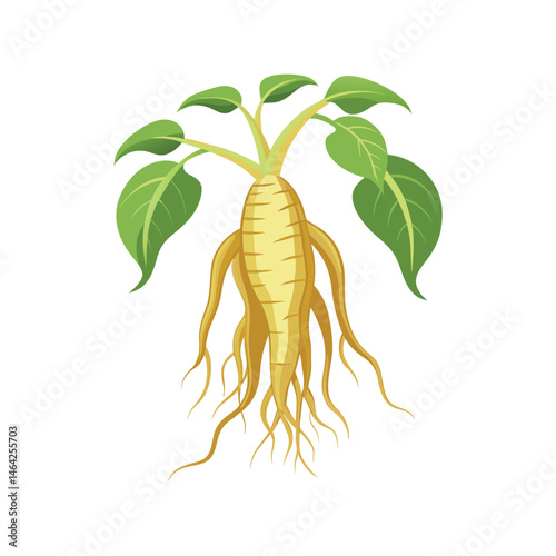 Ginseng root vector illustration. medicinal herb drawing, traditional healing plant, organic botanical element, isolated