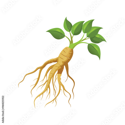 Ginseng root vector illustration. medicinal herb drawing, traditional healing plant, organic botanical element, isolated