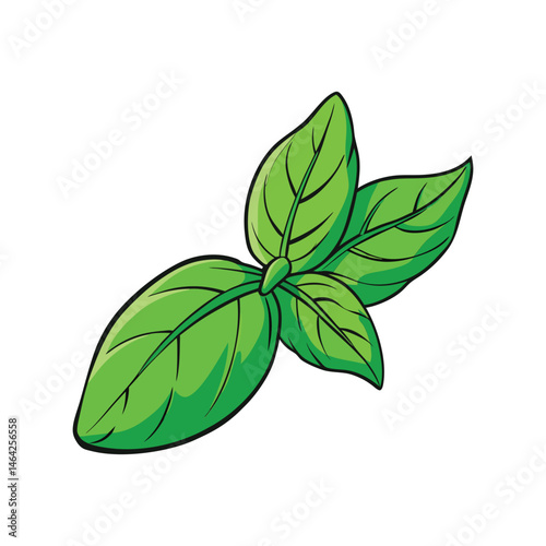 Fresh green basil leaf vector illustration. aromatic herb clipart, culinary ingredient, realistic kitchen plant graphic

