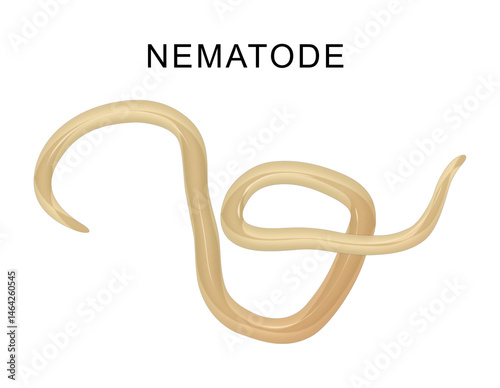 Nematodes are invertebrate roundworms