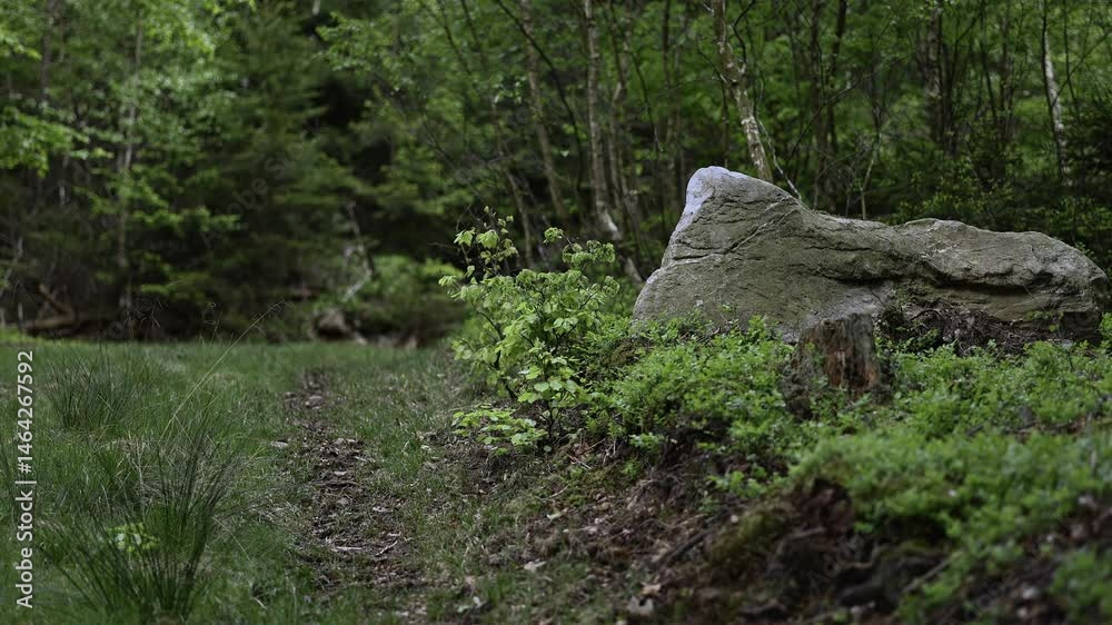 Zeitlupenvideo in einem deutschen Wald im Frühling