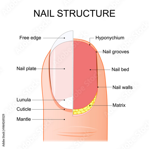 Nail anatomy. Fingernail structure