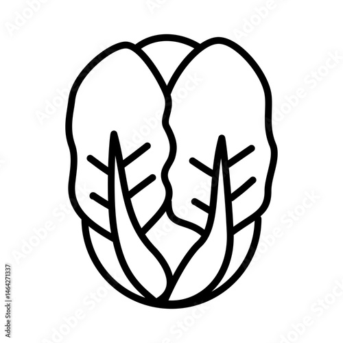 illustration of a napa cabbage