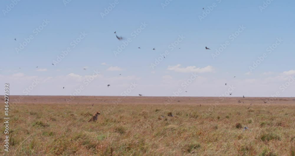 Extreme wide shot of a cheetah (Acinonyx jubatus) looking through the savannah before walking off at noon in Kenya. Extreme wide shot of a cheetah (Acinonyx jubatus) looking through the savannah before walking off at noon in Kenya.