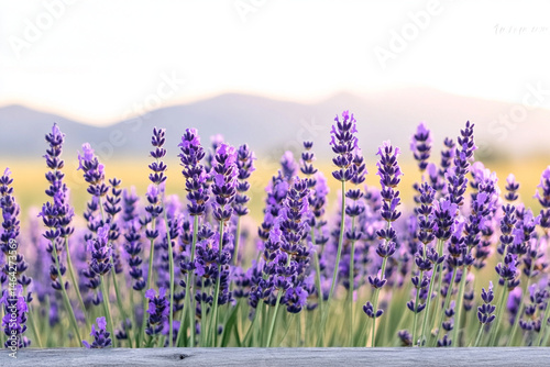 Evening light casts a serene glow over a vibrant lavender field during the onset of twilight