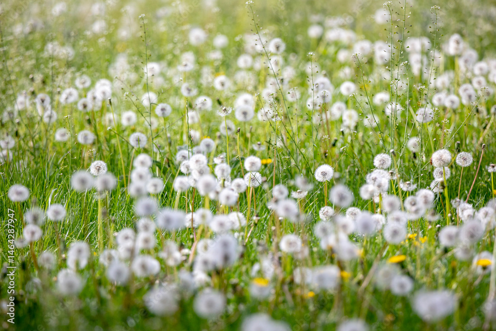 A field filled with dandelions that have gone to seed. Their round white heads stand out against the green grass. The gentle breeze carries seeds through the air, creating a peaceful and natural scene