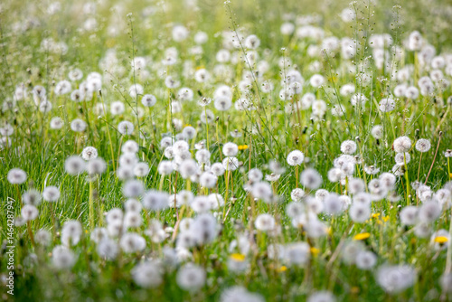 Obraz na płótnie A field filled with dandelions that have gone to seed. Their round white heads stand out against the green grass. The gentle breeze carries seeds through the air, creating a peaceful and natural scene w salonie