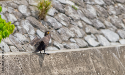 カワウの居るところ
