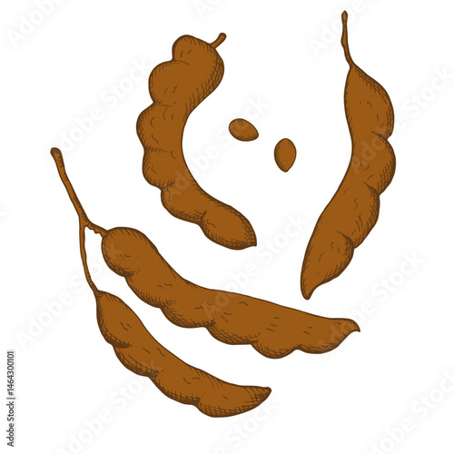 Tamarind plant on isolated background. Hand drawn tropical pea vector engraved illustration. Coloured illustration of exotic tamarinds peas with pod, beans. Food, flavouring, ayurvedic plants, wood