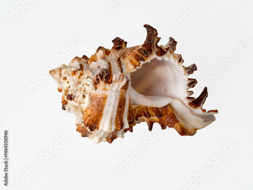 seashells on a white background close-up