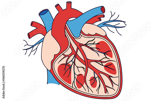 50 Anatomical heart illustration, detailed medical diagram, cross-section view, cardiovascular system, red and blue color scheme, scientific accuracy, textbook style, high contrast, crisp lines, educa
