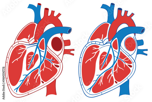 50 Anatomical heart illustration, detailed medical diagram, cross-section view, cardiovascular system, red and blue color scheme, scientific accuracy, textbook style, high contrast, crisp lines, educa