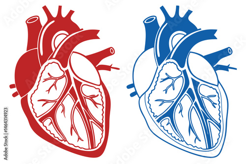 50 Anatomical heart illustration, detailed medical diagram, cross-section view, cardiovascular system, red and blue color scheme, scientific accuracy, textbook style, high contrast, crisp lines, educa