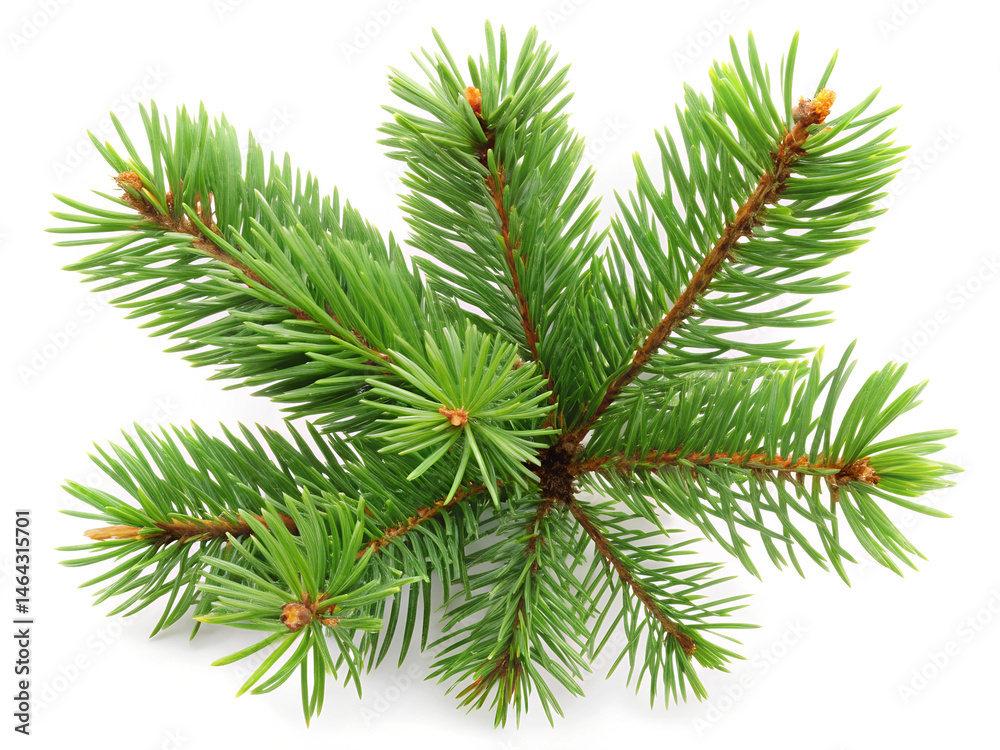 Pine isolated on white background. Pine isolated on white background.