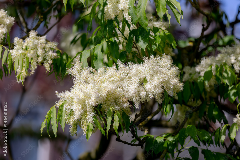 Selective focus of white fluffy flowers on the tree with green leaves, Fraxinus lanuginosa is a species of ash native to Japan and to the Primorye region of eastern Russia, Natural floral background.
