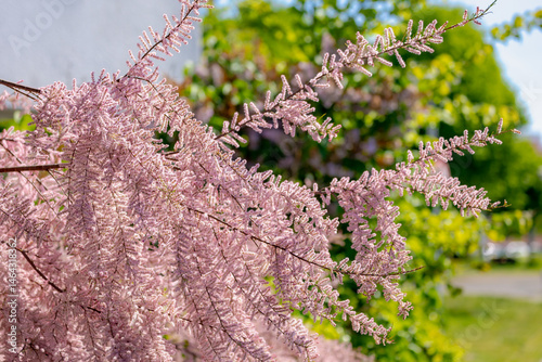 Selective focus of puffy pink flowers in the garden, Bush of blooming on the tree in spring, The genus Tamarix is a species of flowering plants in the family Tamaricaceae, Natural pattern background.