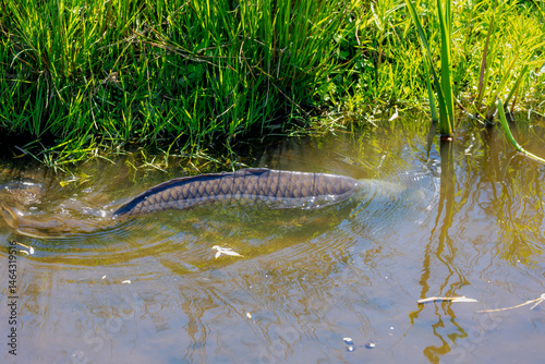 Obraz na płótnie Selective focus of wild carp fish (Freshwater) in the natural polder, One single fish swimming underwater with mud canal or ditch in Netherlands, Spawning and breeding season. w salonie