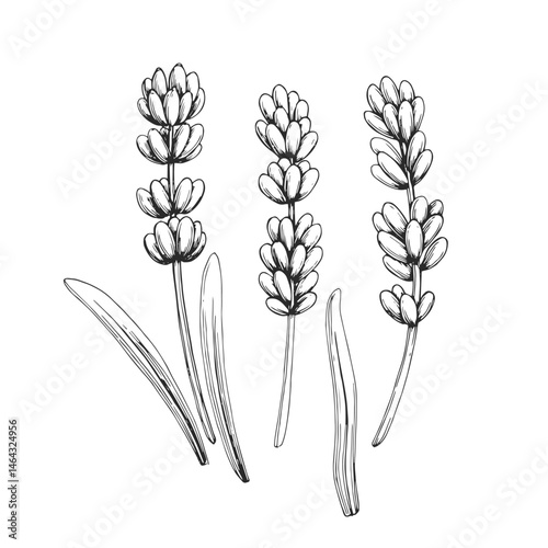 Vector vintage hand-drawn set of illustrations of lavender branches and leaves. Sketch of flowers. 
