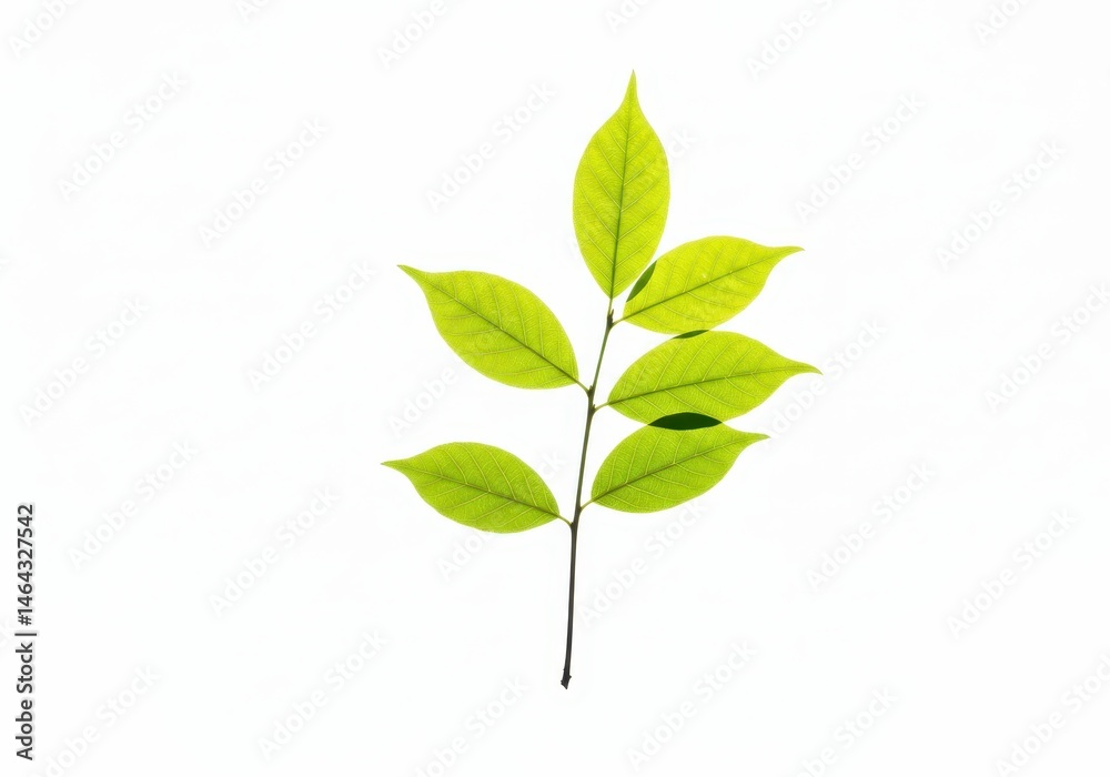 Sprig with bright green leaves isolated against a white background Sprig with bright green leaves isolated against a white background