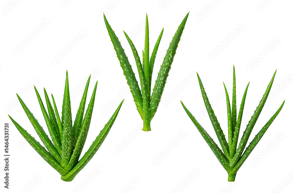 Fototapeta premium Green aloe vera plant stalks healing set