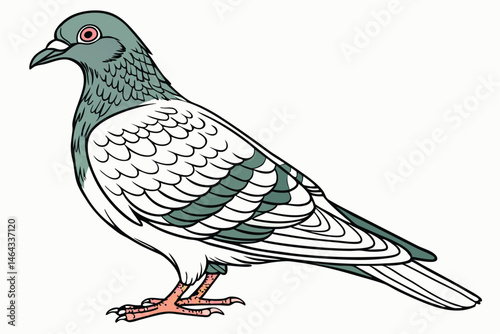 59 Detailed anatomical illustration of a pigeon, scientific bird drawing, iridescent feathers, soft blue and green plumage, intricate wing patterns, red feet, side profile, white background, nature gu