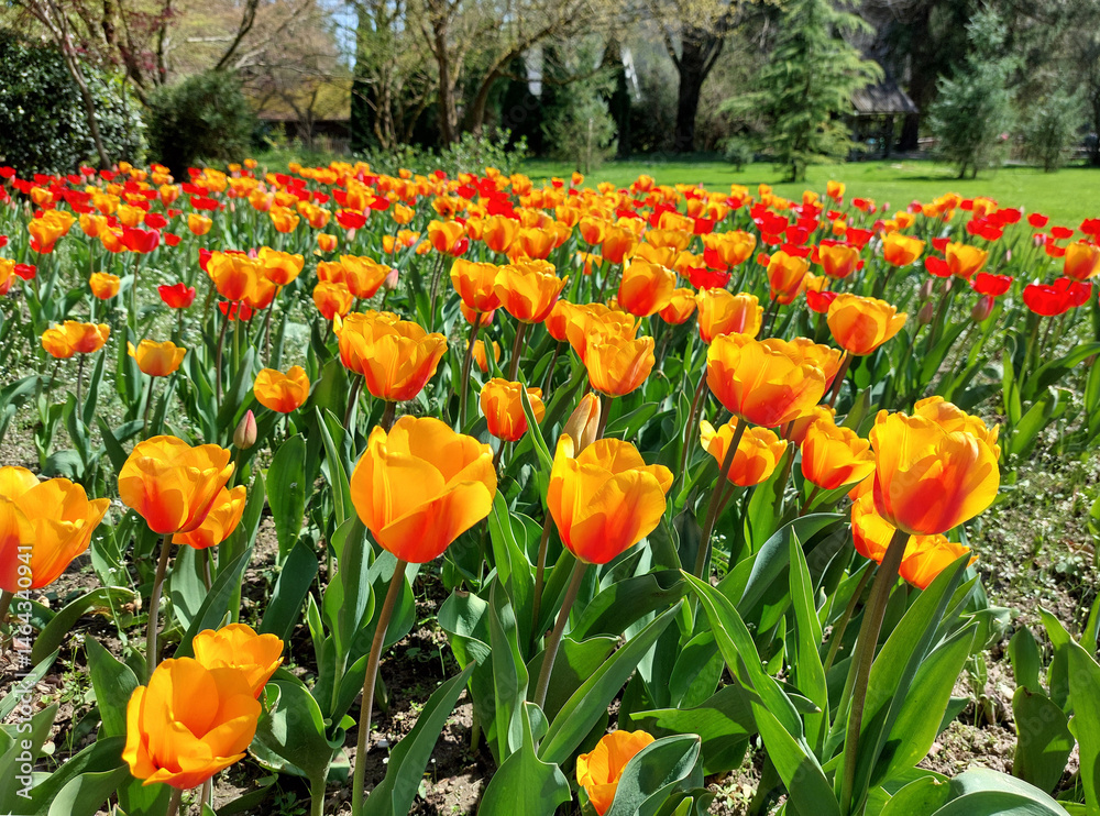 orange flowers are flowering - tulips in sunny park. springtime